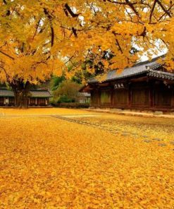 Du lịch Hàn Quốc – Hoa anh đào